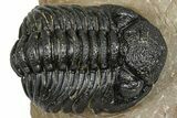 Detailed Phacopid (Morocops) Trilobite - Foum Zguid, Morocco #363155-1
